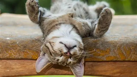 Moonchild® Sustainable Silk Pillowcase