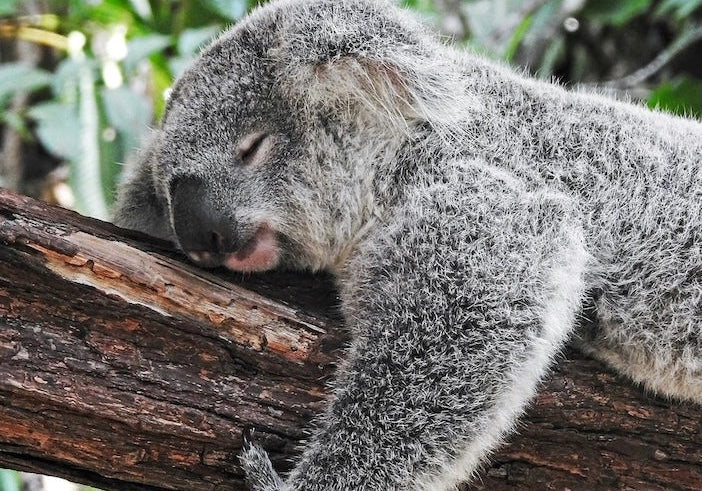 Moonchild® Sustainable Silk Pillowcase