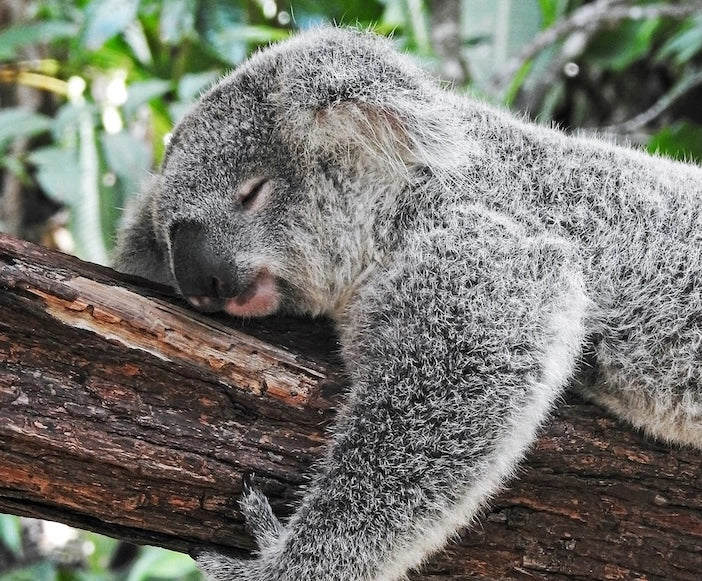 Moonchild® Sustainable Silk Pillowcase