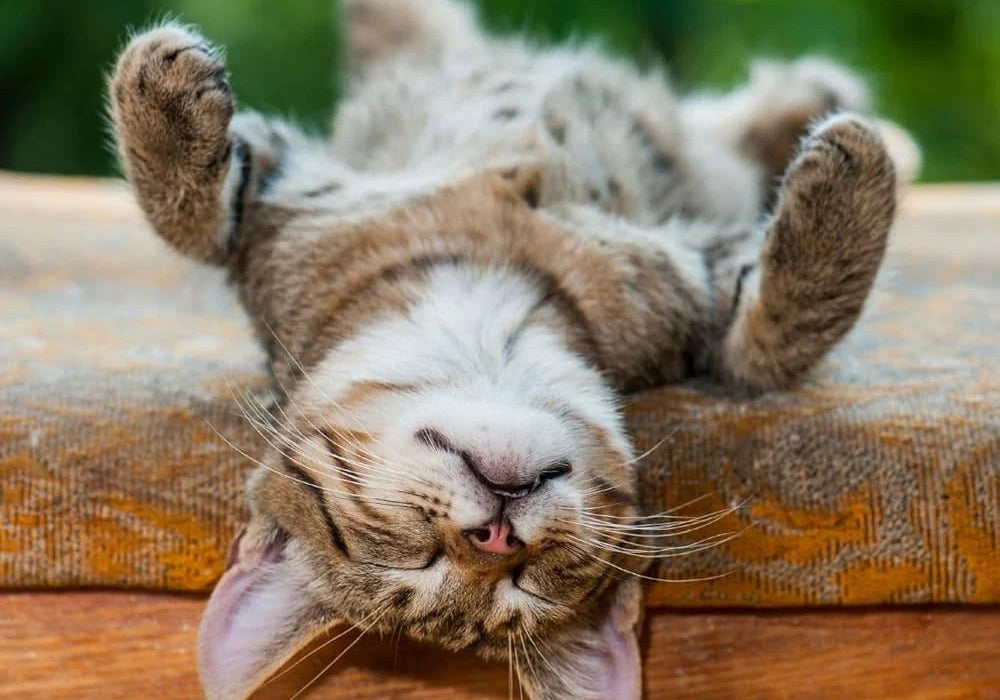 Surprising Benefits of Napping for Energy, Mood, and Focus