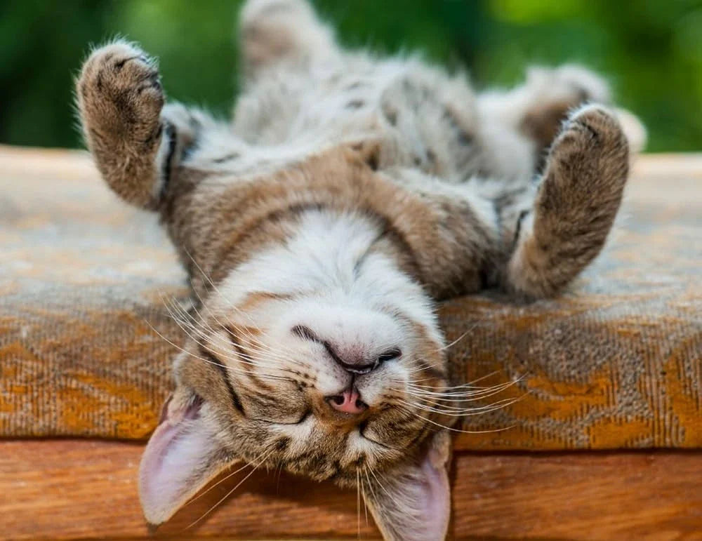Surprising Benefits of Napping for Energy, Mood, and Focus