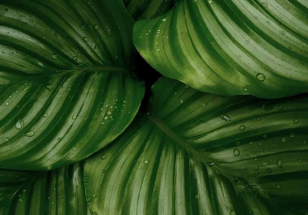 Are Plants in the Bedroom Good or Bad for Sleep?