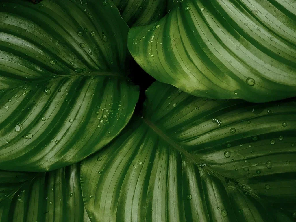 Are Plants in the Bedroom Good or Bad for Sleep?