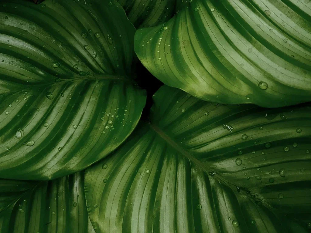 Are Plants in the Bedroom Good or Bad for Sleep?