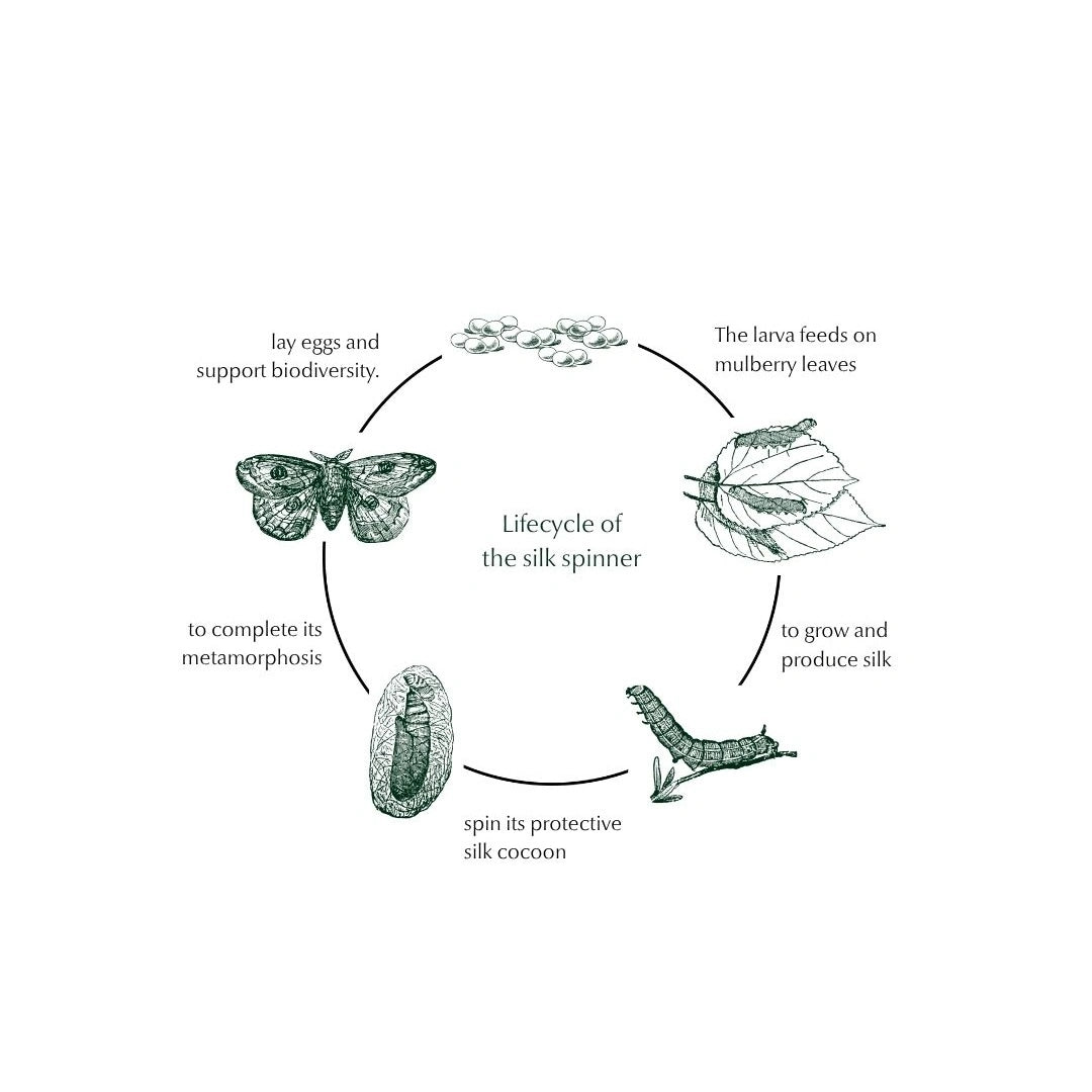 lifecyle of the silk spinner